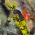 eel_ribbon_kbraerpr3_v_0157_sul3147.jpg